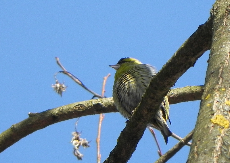 Czyżyk (Carduelis spinus)