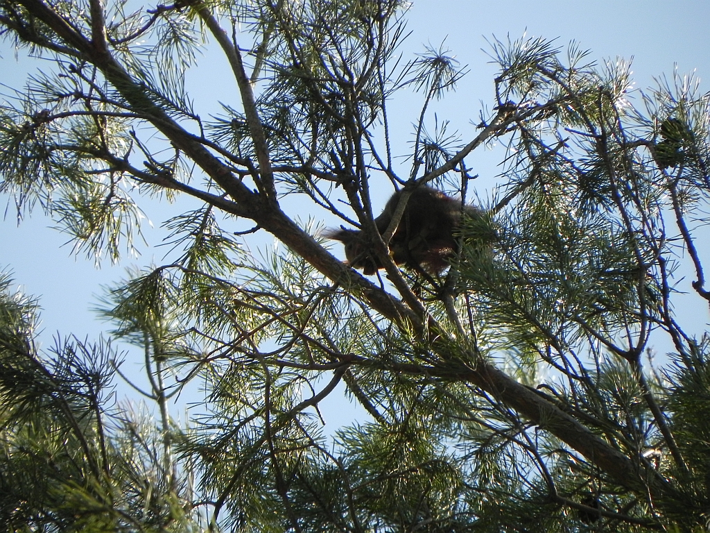 Wiewiórka pospolita, wiewiórka ruda (Sciurus vulgaris)
