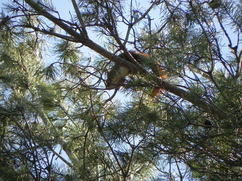 Wiewiórka pospolita, wiewiórka ruda (Sciurus vulgaris)