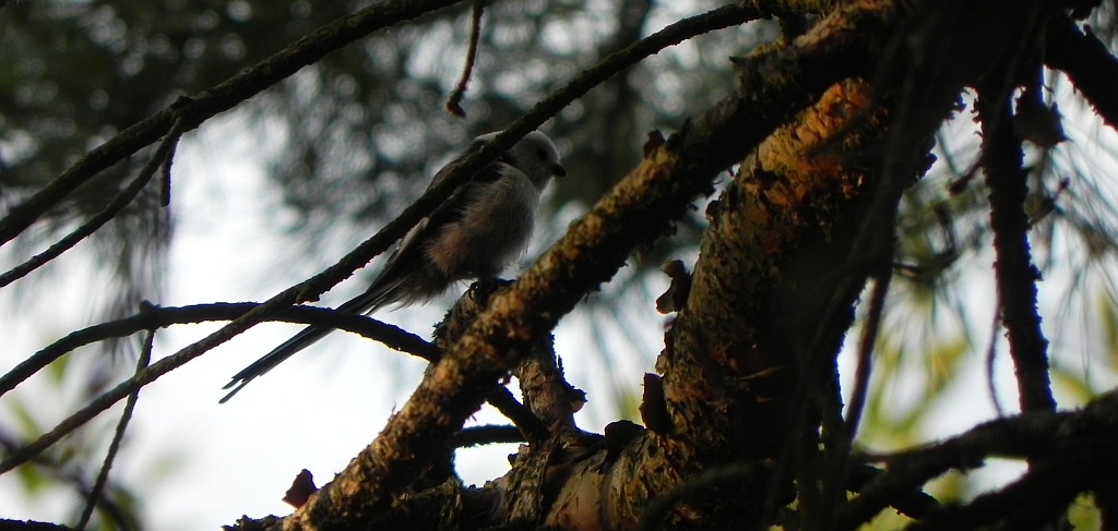 Raniuszek, raniuszek zwyczajny (Aegithalos caudatus)