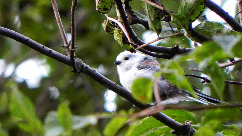 Raniuszek, raniuszek zwyczajny (Aegithalos caudatus)