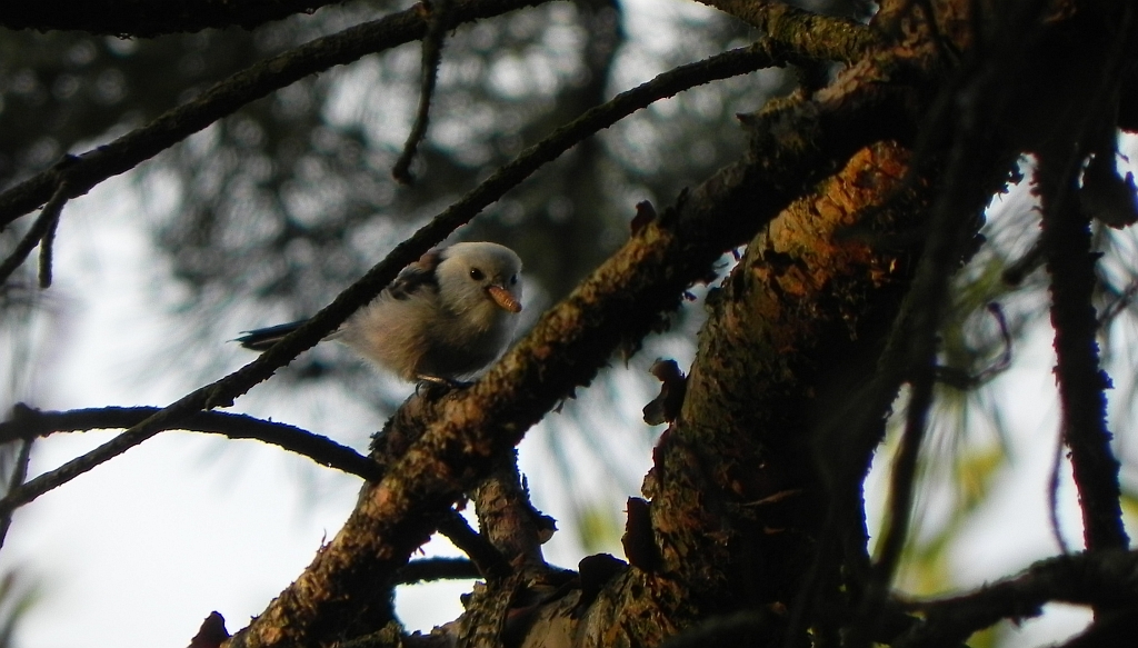 Raniuszek, raniuszek zwyczajny (Aegithalos caudatus)