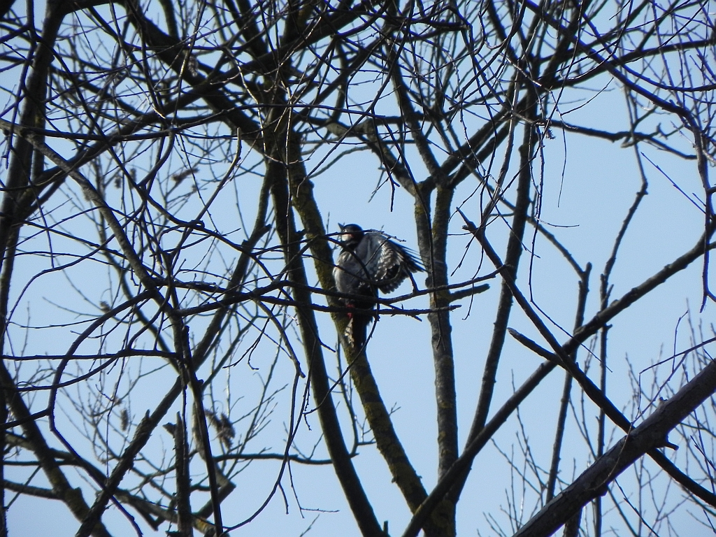 Dzięcioł duży (Dendrocopos major)