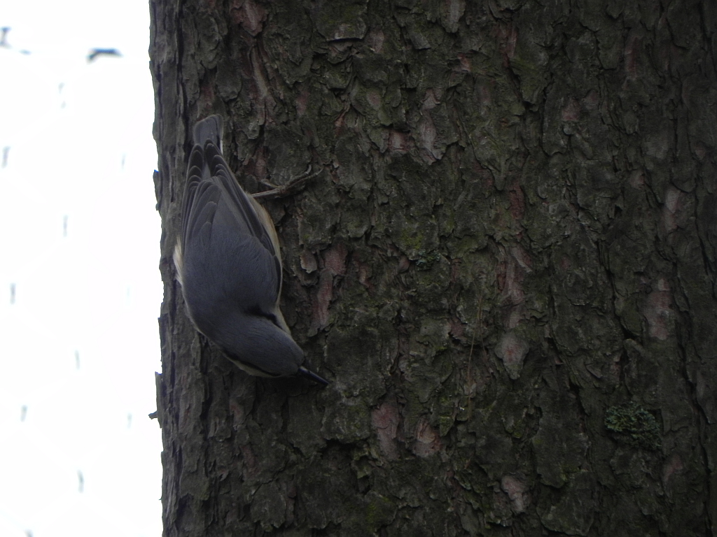 Kowalik, kowalik zwyczajny, bargiel (Sitta europaea)