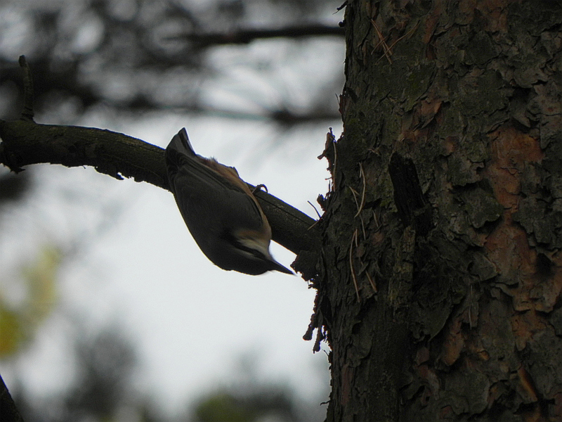 Kowalik, kowalik zwyczajny, bargiel (Sitta europaea)