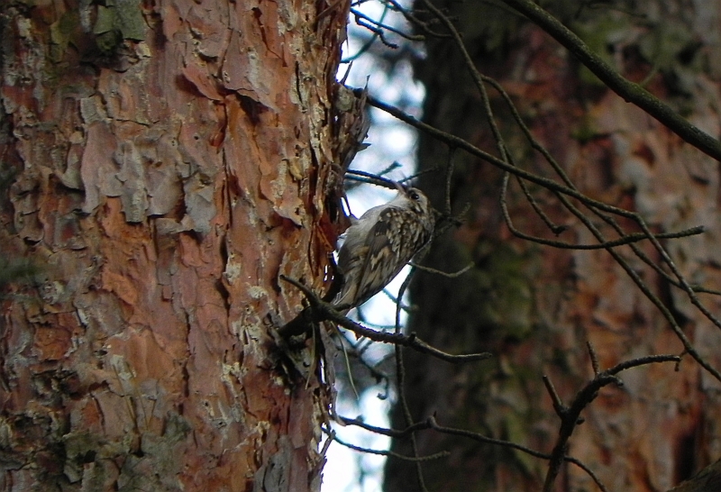 Pełzacz leśny (Certhia familiaris)