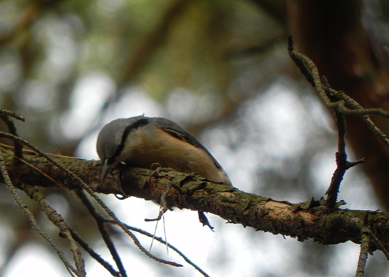 Kowalik, kowalik zwyczajny, bargiel (Sitta europaea)