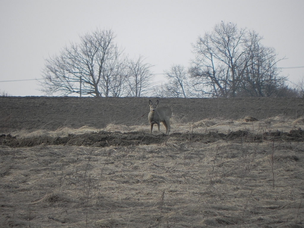 Sarna, sarna europejska (Capreolus capreolus)