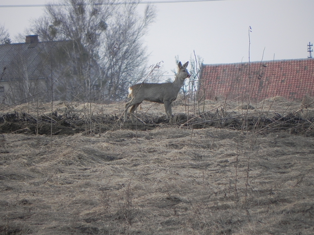 Sarna, sarna europejska (Capreolus capreolus)