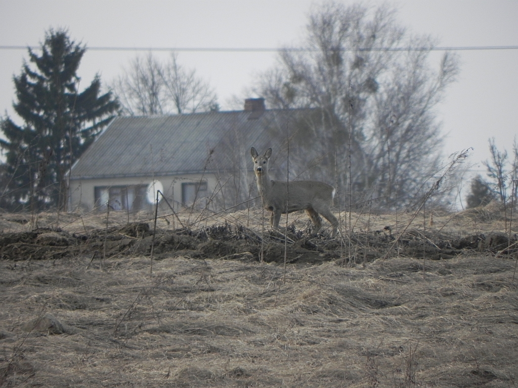 Sarna, sarna europejska (Capreolus capreolus)