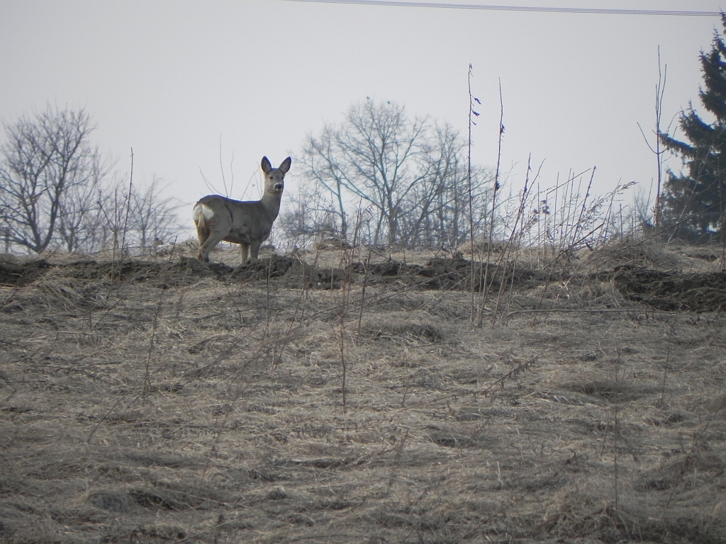 Sarna, sarna europejska (Capreolus capreolus)