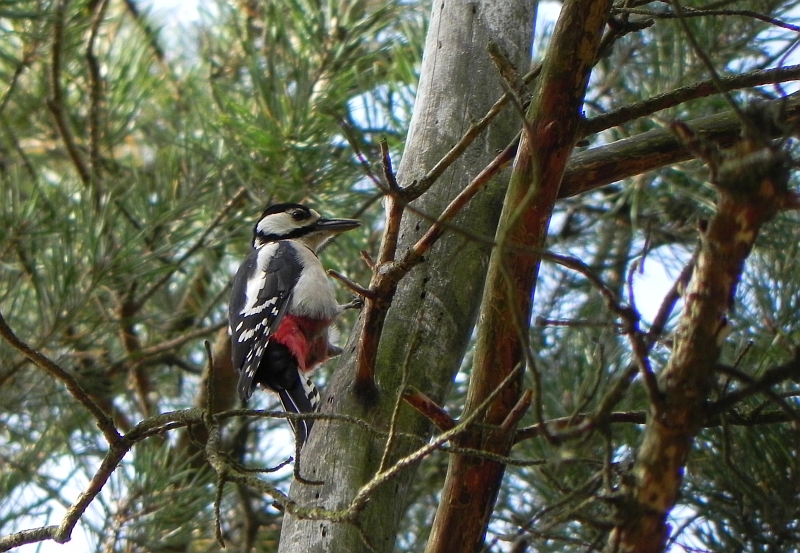 Dzięcioł duży (Dendrocopos major)