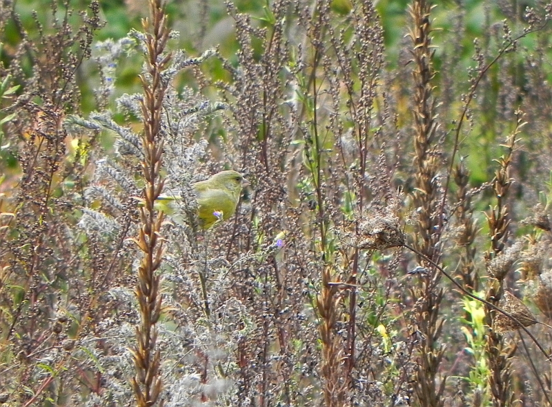 Dzwoniec zwyczajny, dzwoniec (Carduelis chloris)
