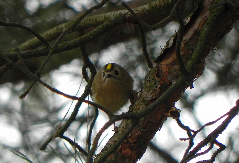Mysikrólik zwyczajny (Regulus regulus)