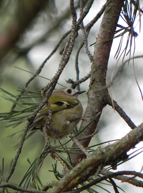 Mysikrólik zwyczajny (Regulus regulus)