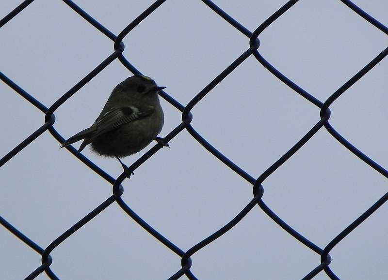 Mysikrólik zwyczajny (Regulus regulus)