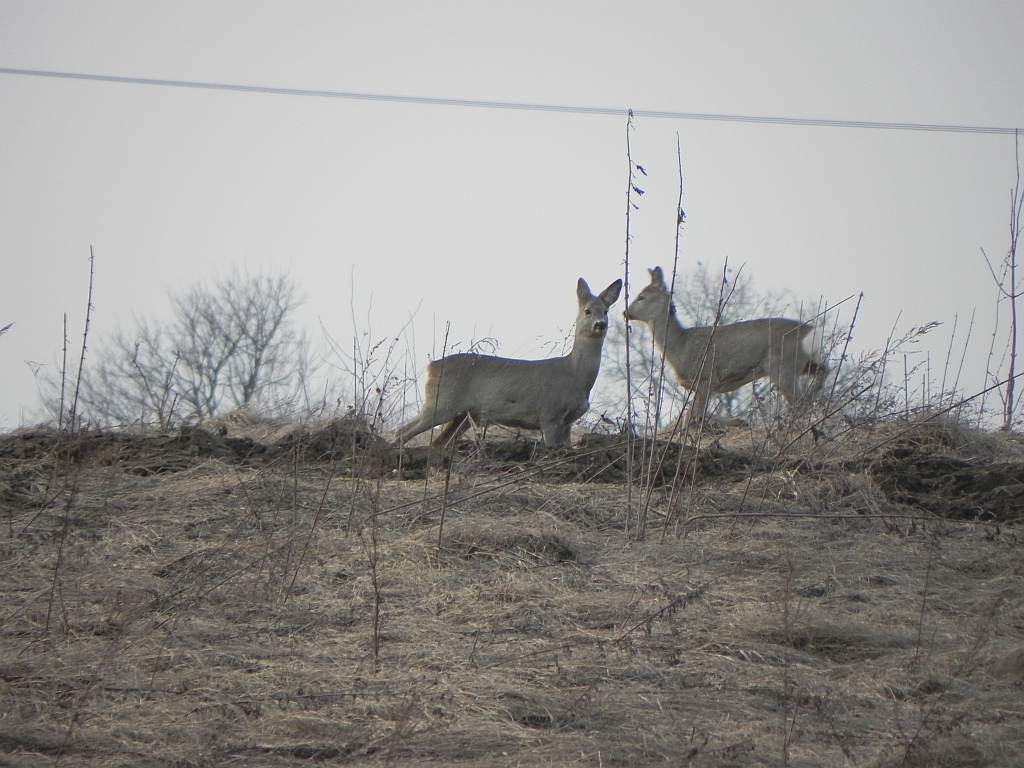 Sarna, sarna europejska (Capreolus capreolus)