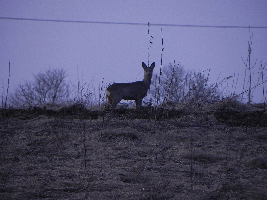 Sarna, sarna europejska (Capreolus capreolus)