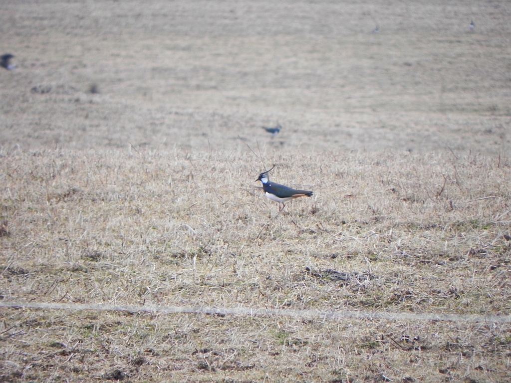 Czajka zwyczajna, czajka, czajka pospolita (Vanellus vanellus)