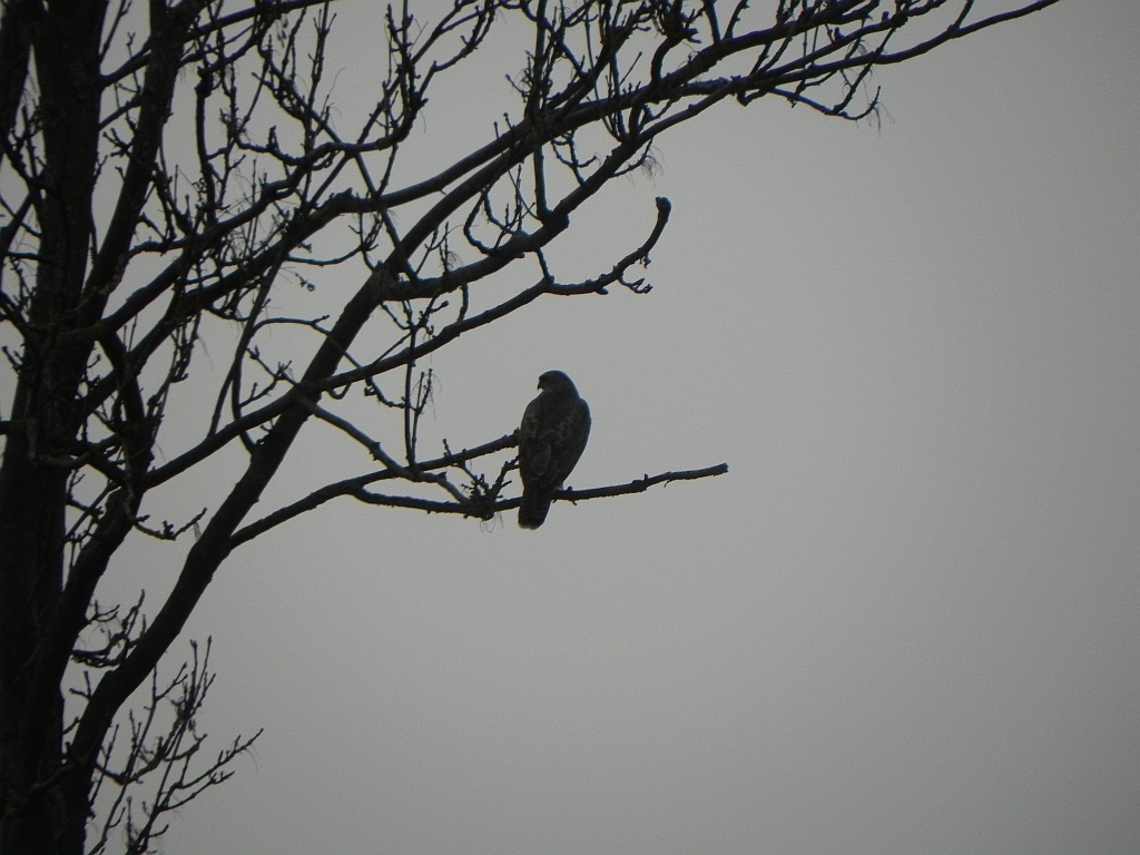 Myszołów, myszołów zwyczajny (Buteo buteo)