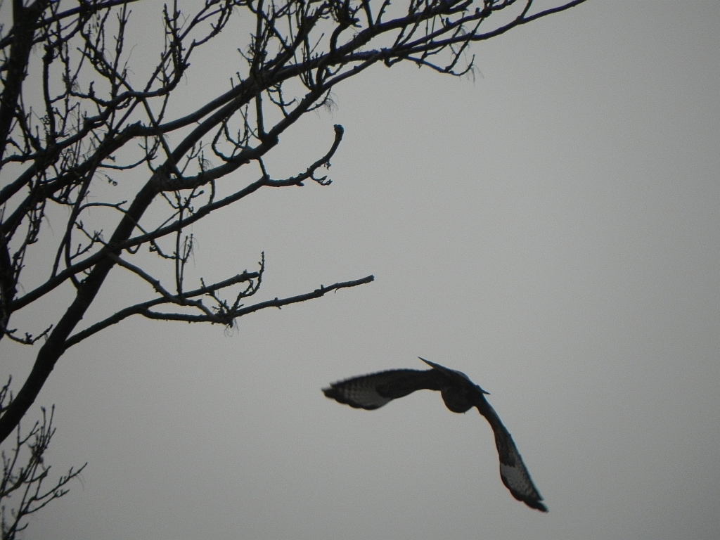 Myszołów, myszołów zwyczajny (Buteo buteo)