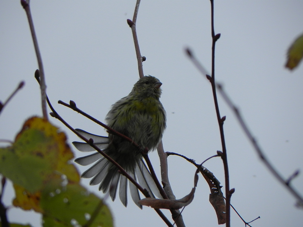 Kulczyk (Serinus serinus)