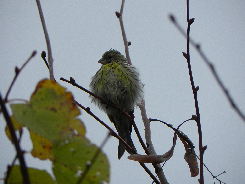 Kulczyk (Serinus serinus)