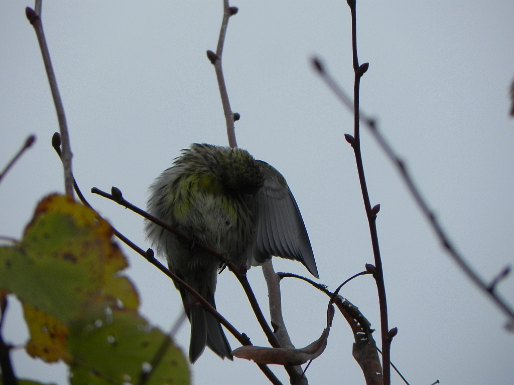 Kulczyk (Serinus serinus)