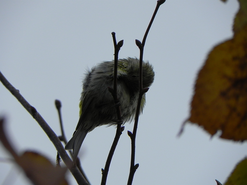 Kulczyk (Serinus serinus)