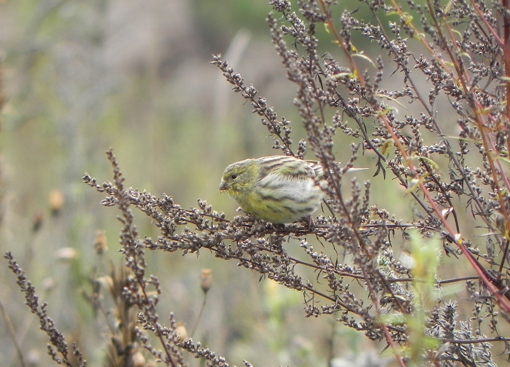 Kulczyk (Serinus serinus)