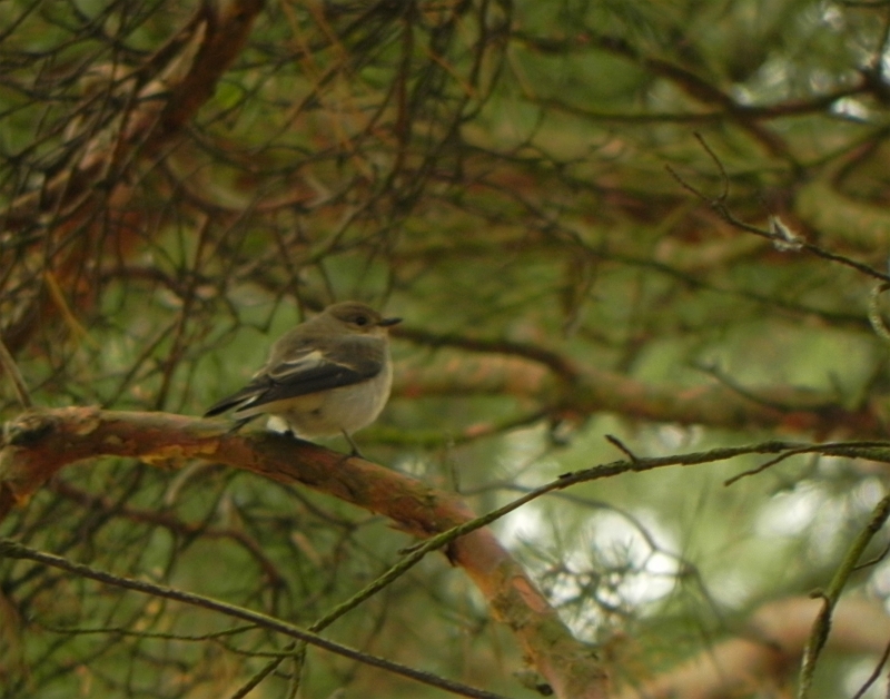 Muchołówka żałobna (Ficedula hypoleuca)