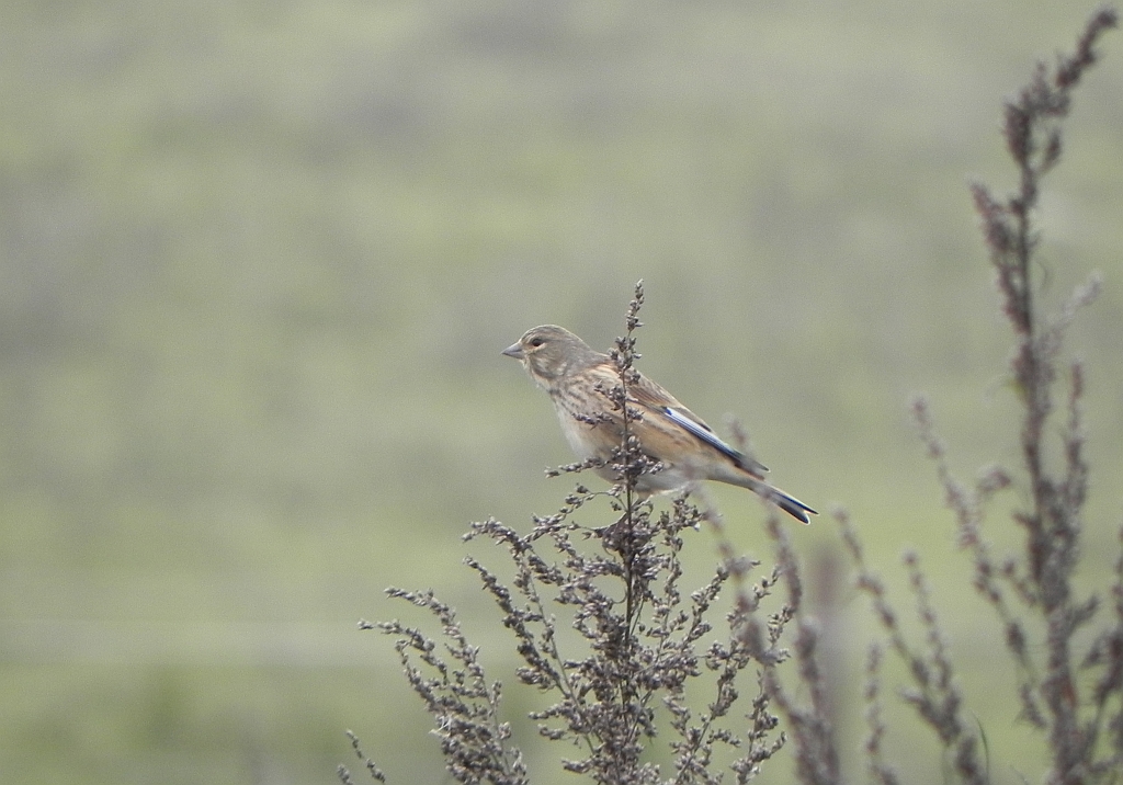 Makolągwa zwyczajna, makolągwa (Carduelis cannabina)