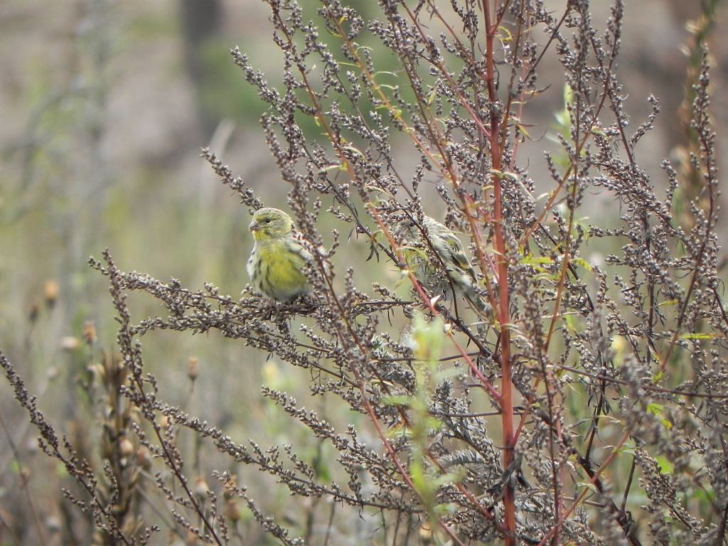 Kulczyk (Serinus serinus)