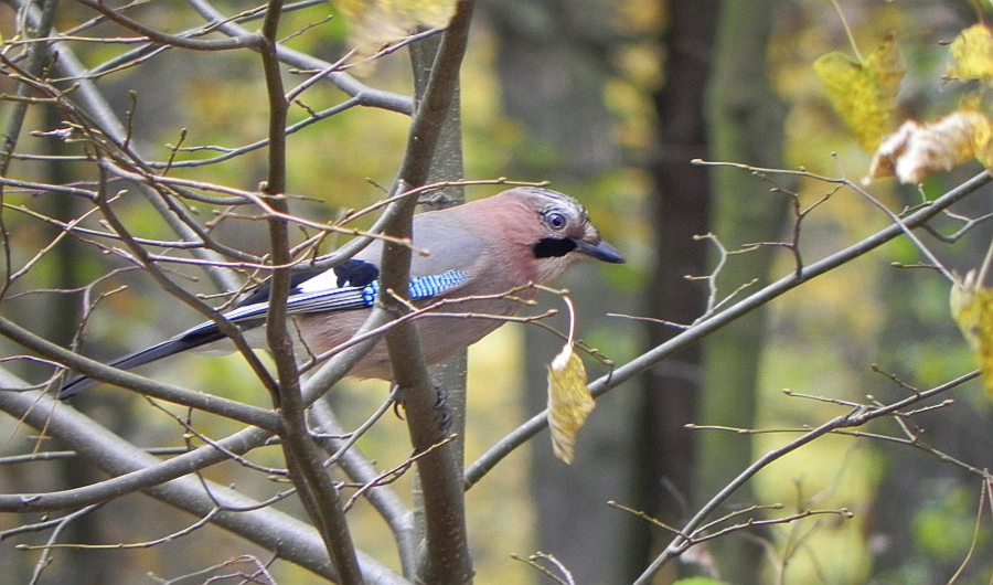 Sójka zwyczajna, sójka, sójka żołędziówka (Garrulus glandarius)