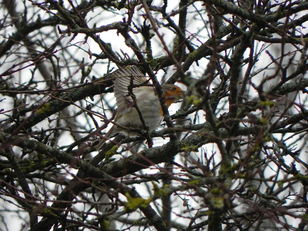 Rudzik zwyczajny, rudzik, raszka (Erithacus rubecula)