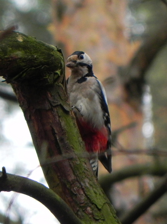 Dzięcioł duży (Dendrocopos major)