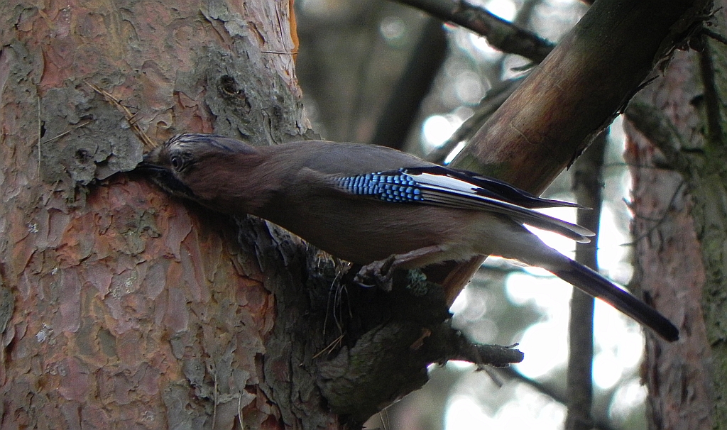 Sójka zwyczajna, sójka, sójka żołędziówka (Garrulus glandarius)
