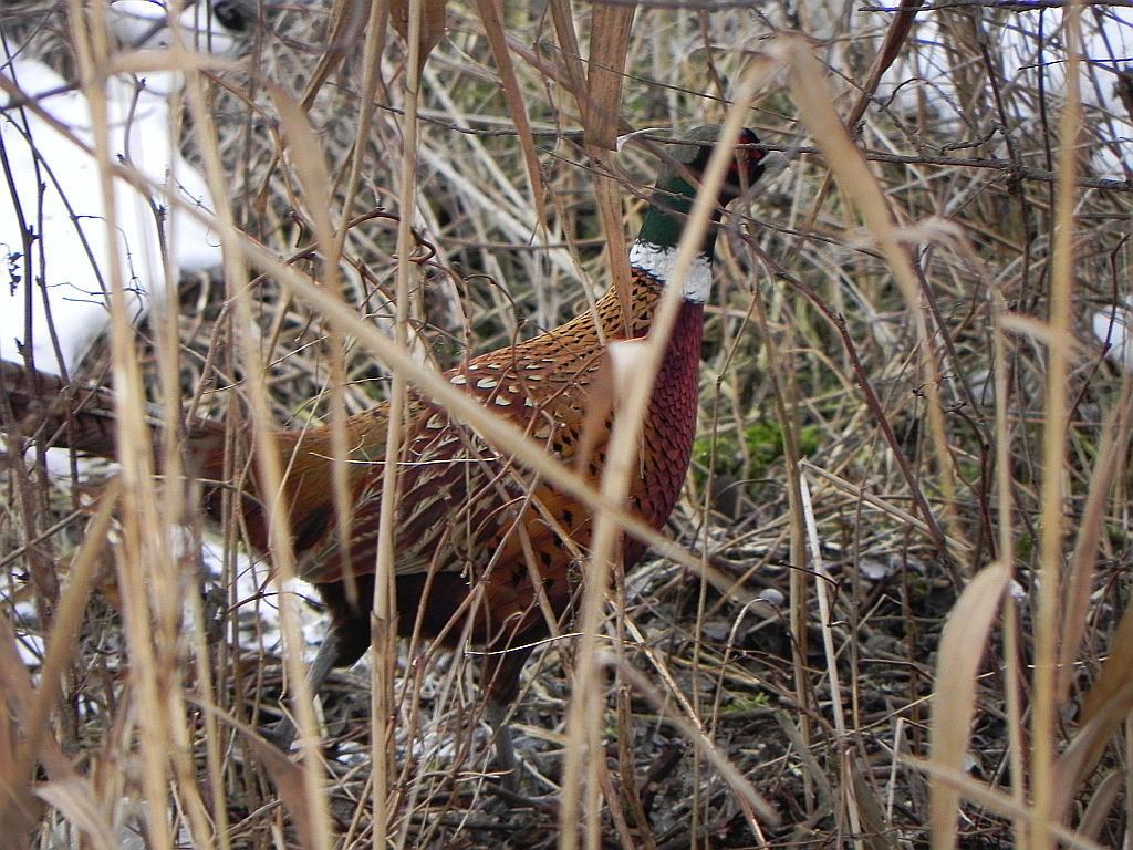 Bażant (Phasianus colchicus)