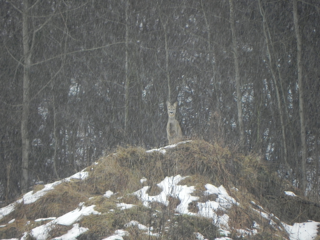 Sarna, sarna europejska (Capreolus capreolus)