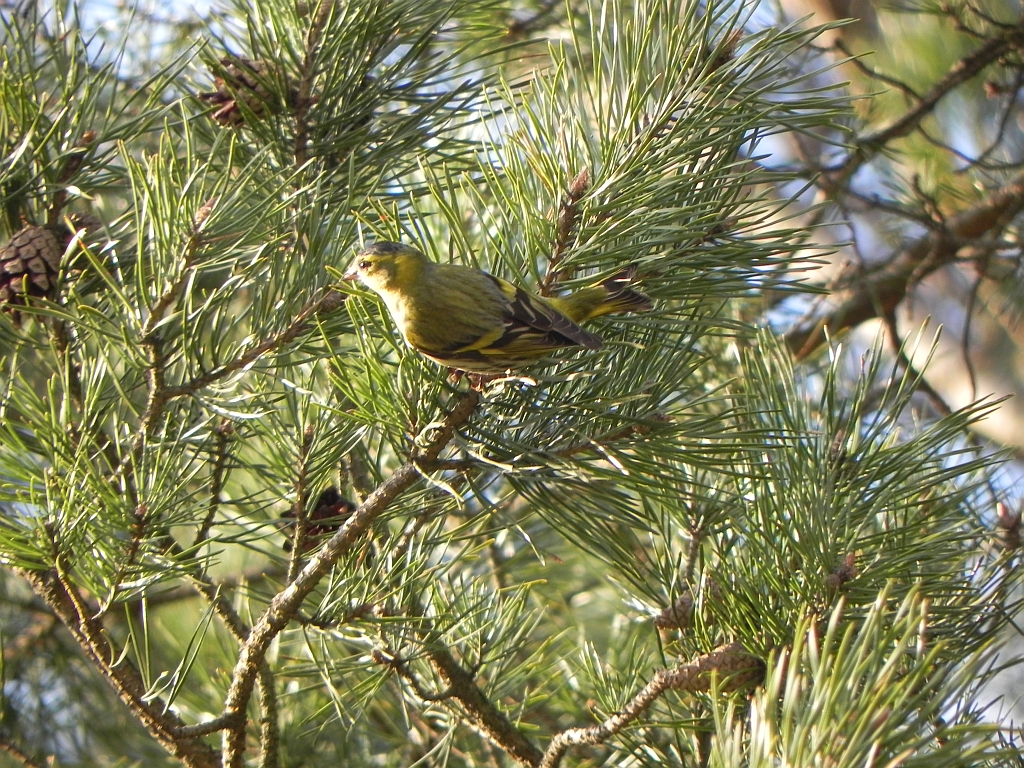 Czyż zwyczajny, czyż pospolity, czyżyk (Carduelis spinus)