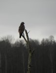 Myszołów zwyczajny, myszołów (Buteo buteo)