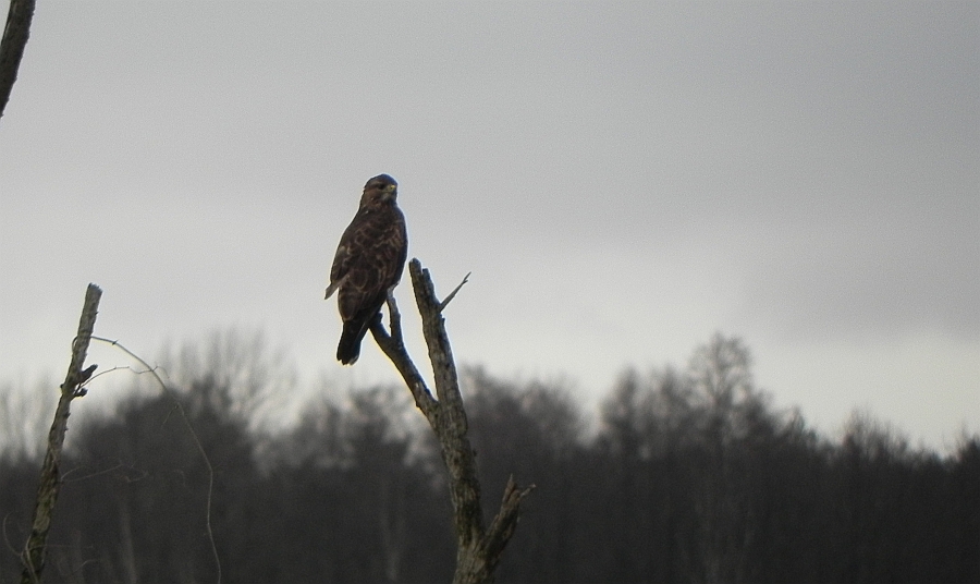 Myszołów zwyczajny, myszołów (Buteo buteo)