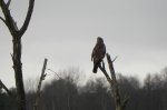Myszołów zwyczajny, myszołów (Buteo buteo)