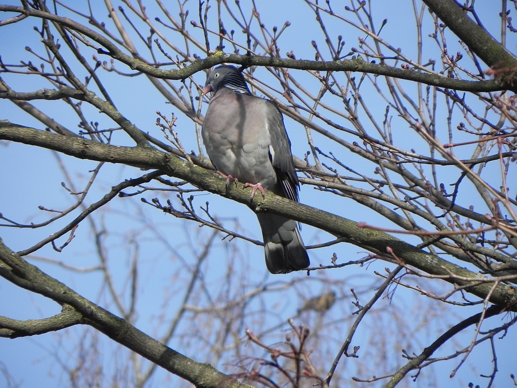 Grzywacz, gołąb grzywacz (Columba palumbus)