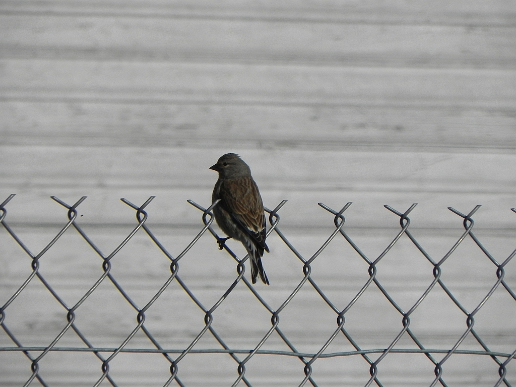 Makolągwa zwyczajna, makolągwa (Carduelis cannabina)