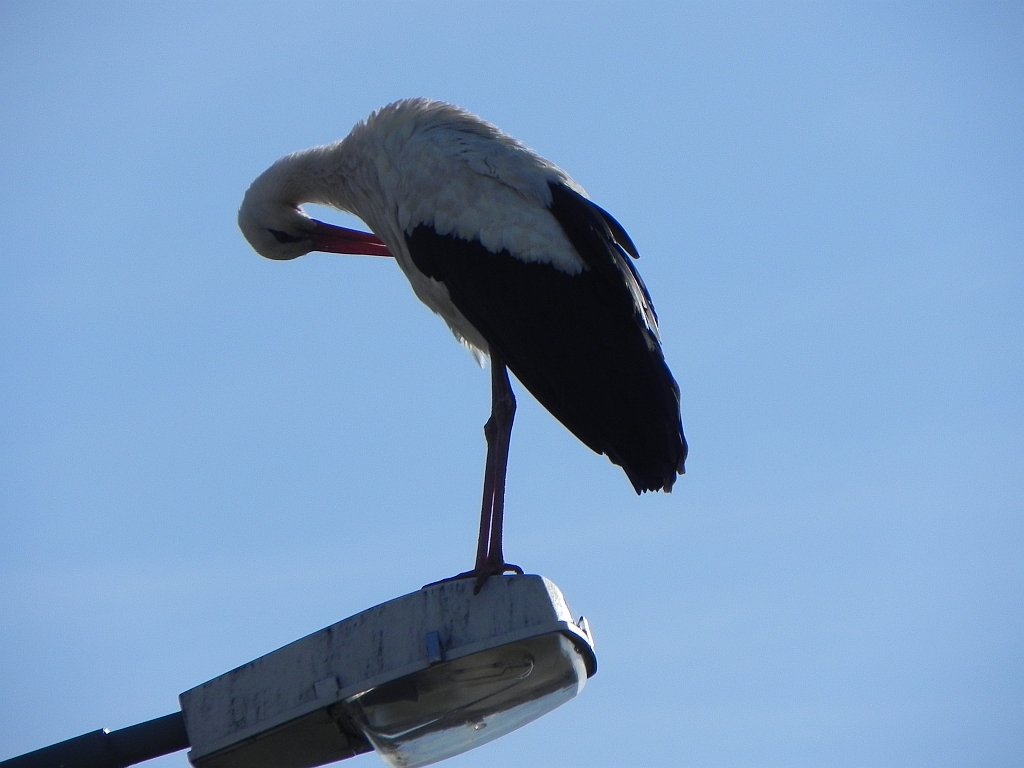 Bocian biały (Ciconia ciconia)