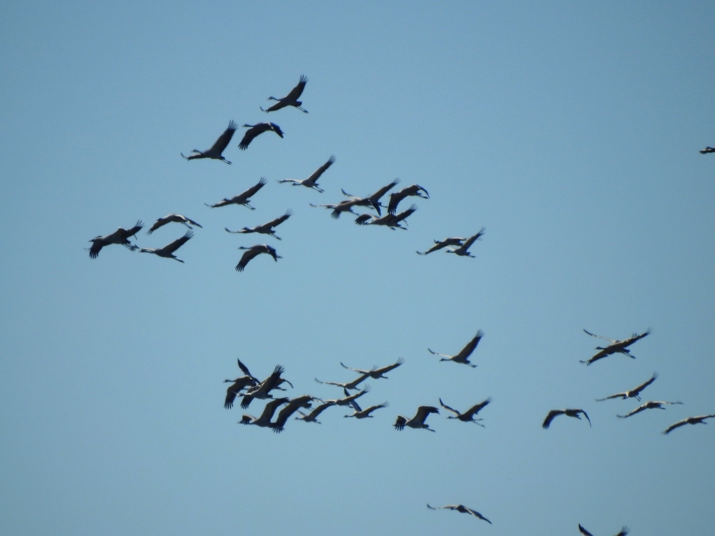 Żuraw zwyczajny, żuraw, żuraw popielaty, żuraw szary (Grus grus)