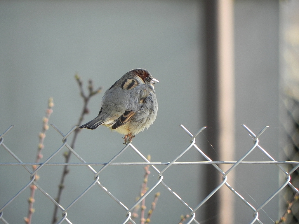 Wróbel zwyczajny, wróbel domowy, wróbel, jagodnik (Passer domesticus)