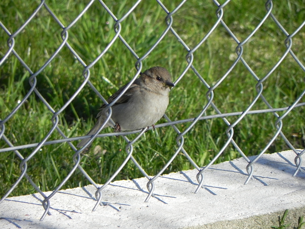 Wróbel zwyczajny, wróbel domowy, wróbel, jagodnik (Passer domesticus)