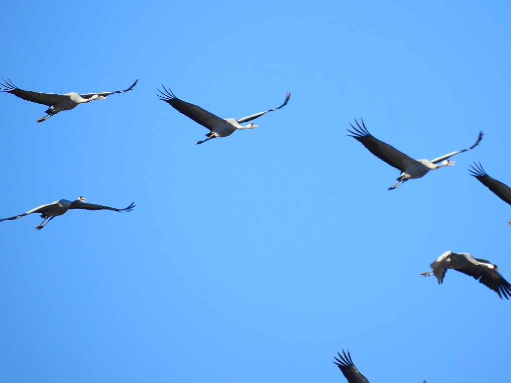 Żuraw zwyczajny, żuraw, żuraw popielaty, żuraw szary (Grus grus)